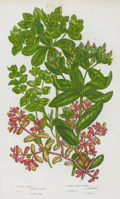 Plantes à fleurs de Grande-Bretagne : Euphorbe pourpre, Euphorbe des jardins, Euphorbe à larges feuilles verruqueuses, Euphorbe irlandaise - English School