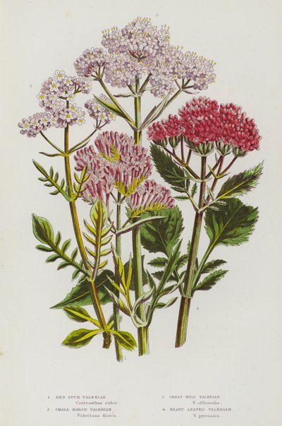Plantes à fleurs de Grande-Bretagne : Valériane rouge, Petite Valériane des marais, Grande Valériane sauvage, Valériane à feuilles de cœur (lithographie en couleur) - English School
