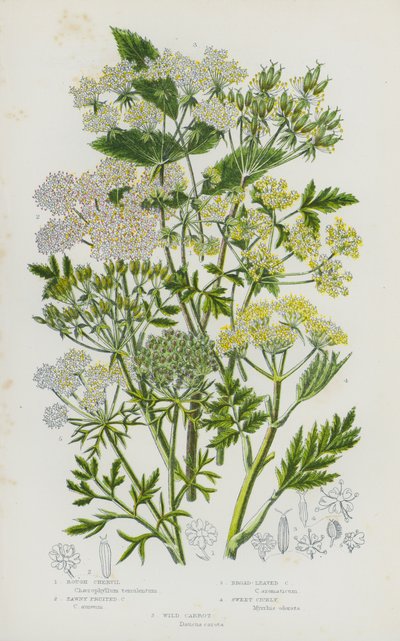 Plantes à fleurs de Grande-Bretagne : Cerfeuil rugueux, Cerfeuil à fruits fauves, Cerfeuil à larges feuilles, Myrrhis odorata, Carotte sauvage (lithographie en couleur) - English School