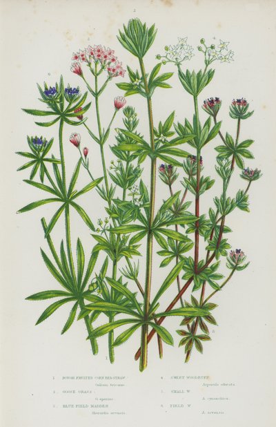 Plantes à fleurs de Grande-Bretagne : Gaillet des champs à fruits rugueux, Gaillet gratteron, Garance des champs bleue, Aspérule odorante, Petite aspérule, Aspérule des champs - English School