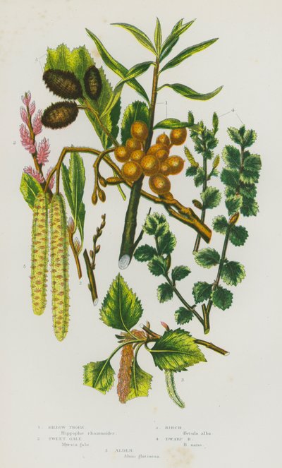 Plantes à fleurs de Grande-Bretagne : Argousier, Myrte des marais, Bouleau, Bouleau nain, Aulne - English School