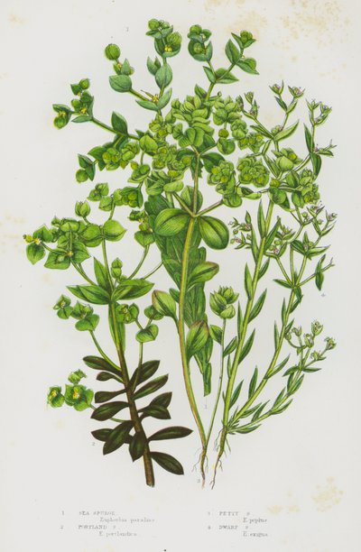 Plantes à fleurs de Grande-Bretagne : Euphorbe maritime, Euphorbe de Portland, Euphorbe petit-cyprès, Euphorbe naine - English School
