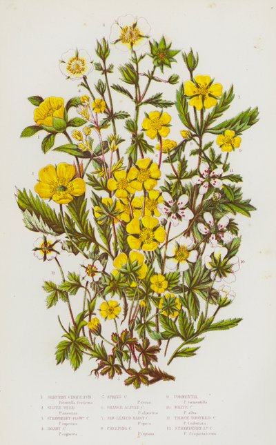 Plantes à fleurs de Grande-Bretagne : Potentille arbustive, Potentille ansérine, Potentille à fleurs de fraise, Potentille blanchâtre, Potentille printanière, Potentille alpine orange, Potentille à feuilles dentées, Potentille rampante, Tormentille, Potent - English School