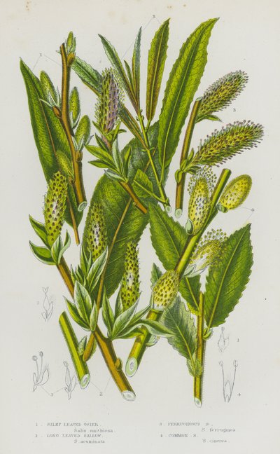 Plantes à fleurs de Grande-Bretagne : Osier à feuilles soyeuses, Saule à longues feuilles, Saule ferrugineux, Saule commun - English School