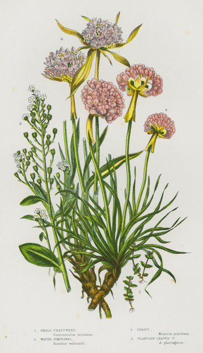 Plantes à fleurs de Grande-Bretagne : Petite chaffweed, Pimpernelle aquatique, Armeria, Armeria à feuilles de plantain - English School