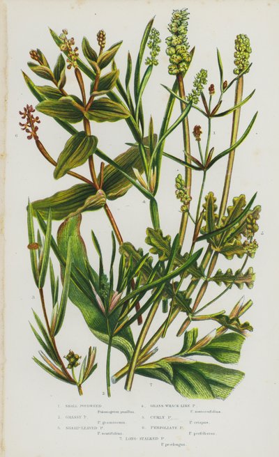Plantes à fleurs de Grande-Bretagne : Potamot nain, Potamot herbacé, Potamot à feuilles aiguës, Potamot semblable à la zostère, Potamot crispé, Potamot perfolié, Potamot à longues tiges - English School