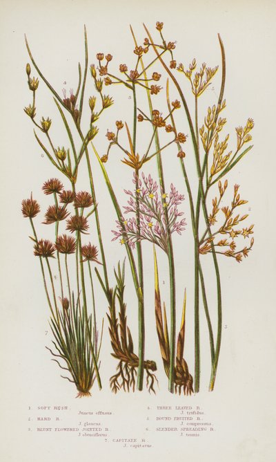 Plantes à fleurs de Grande-Bretagne : Jonc mou, Jonc dur, Jonc articulé à fleurs obtuses, Jonc à trois feuilles, Jonc à fruits ronds, Jonc étalé mince, Jonc capitulé - English School