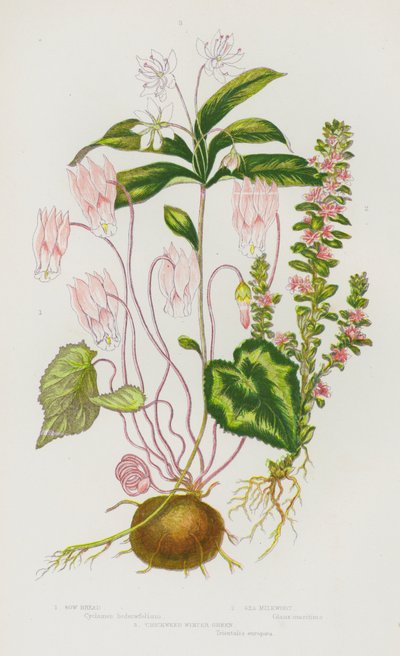 Plantes à fleurs de Grande-Bretagne : Cyclamen, Glaux maritime, Mouron d