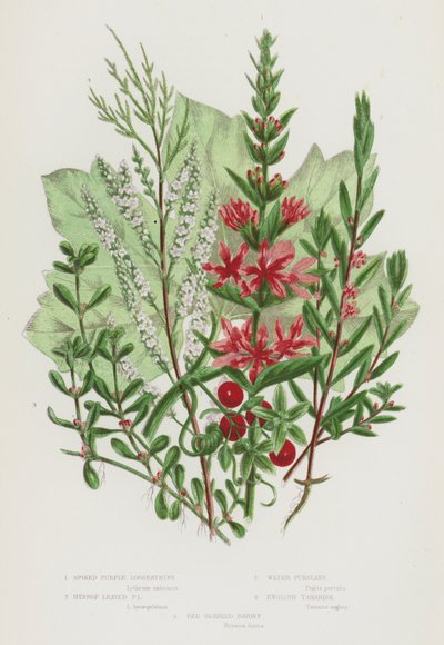Plantes à fleurs de Grande-Bretagne : Salicaire à épis, Salicaire à feuilles de hysope, Pourpier d
