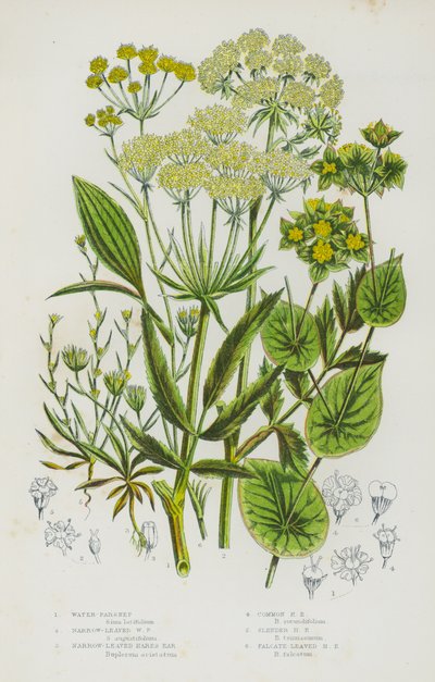 Plantes à fleurs de Grande-Bretagne : Berle, Berle à feuilles étroites, Oreille de lièvre à feuilles étroites, Oreille de lièvre commune, Oreille de lièvre grêle, Oreille de lièvre à feuilles falciformes - English School