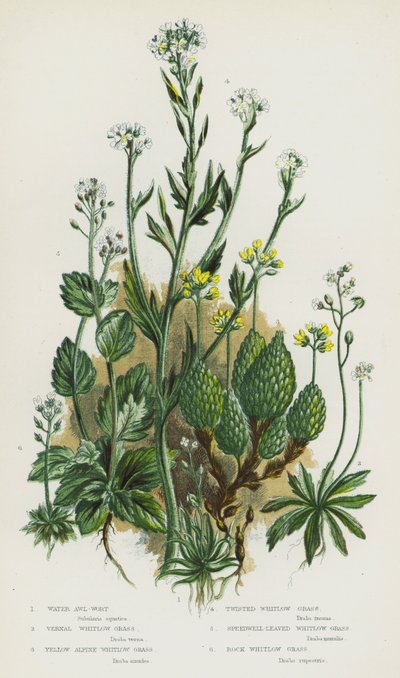 Plantes à fleurs de Grande-Bretagne : Flûteau, Drave printanière, Drave alpine jaune, Drave torsadée, Drave à feuilles de véronique, Drave des rochers - English School