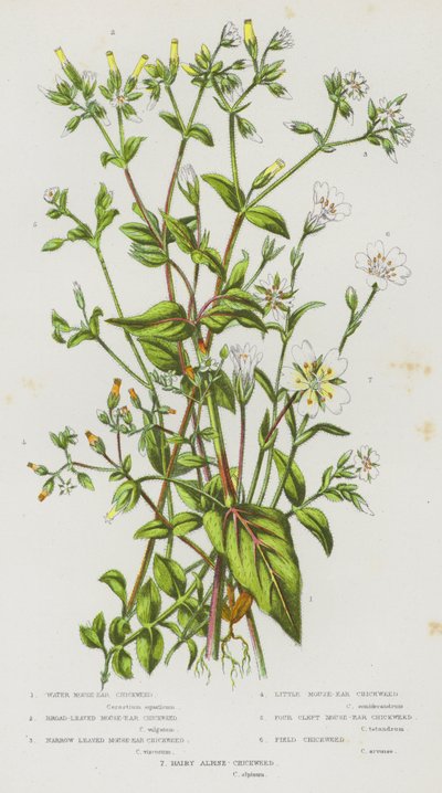 Plantes à fleurs de Grande-Bretagne : Céraiste des champs, Céraiste à grandes feuilles, Céraiste à feuilles étroites, Petit Céraiste, Céraiste à quatre divisions, Céraiste des champs, Céraiste alpin velu - English School