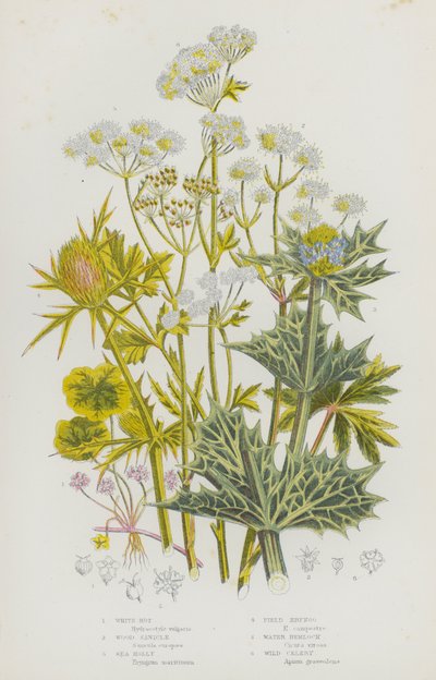 Plantes à fleurs de Grande-Bretagne : Rot blanc, Sanicle des bois, Chardon bleu, Panicaut des champs, Ciguë aquatique, Céleri sauvage - English School