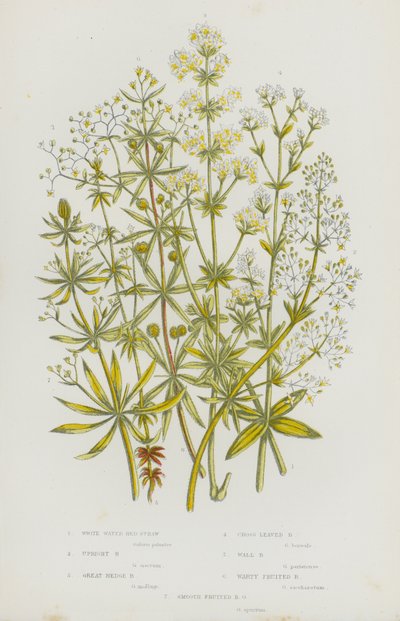 Plantes à fleurs de Grande-Bretagne : Gaillet aquatique blanc, Gaillet dressé, Grand gaillet des haies, Gaillet croisette, Gaillet des murs, Gaillet à fruits verruqueux, Gaillet à fruits lisses - English School