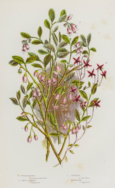 Plantes à fleurs de Grande-Bretagne : Myrtille, Airelle, Airelle rouge, Canneberge (lithographie en couleur) - English School