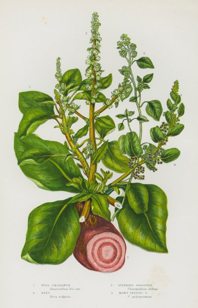 Plantes à fleurs de Grande-Bretagne : Amarante sauvage, Betterave, Chénopode fétide, Chénopode à nombreuses graines - English School