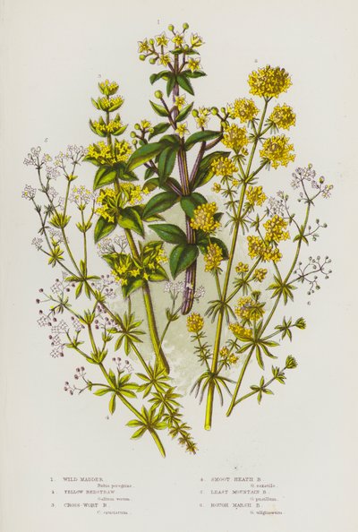 Plantes à fleurs de Grande-Bretagne : Garance sauvage, Gaillet jaune, Gaillet croisette, Gaillet des bois, Gaillet des marais, Gaillet des montagnes - English School