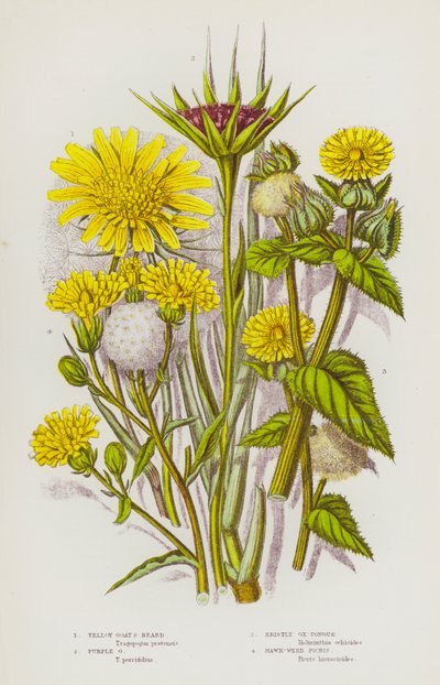 Plantes à fleurs de Grande-Bretagne : Barbe-de-bouc jaune, Barbe-de-bouc pourpre, Langue-de-bœuf hérissée, Picris de laiteron - English School