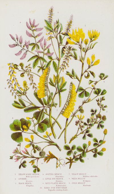 Plantes à fleurs de Grande-Bretagne : Luzerne jaune, Luzerne, Luzerne noire, Luzerne tachetée, Luzerne petite bardane, Luzerne réticulée, Fenugrec pied d