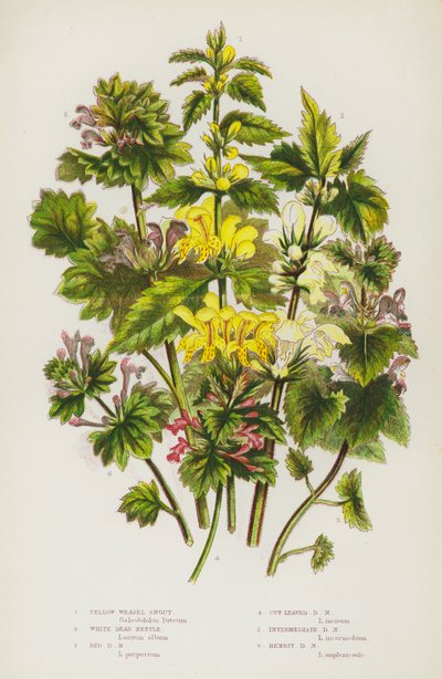 Plantes à fleurs de Grande-Bretagne : Épiaire jaune, Ortie blanche, Ortie rouge, Ortie à feuilles découpées, Ortie intermédiaire, Ortie poule - English School