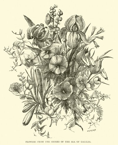Fleurs des rives de la mer de Galilée - English School