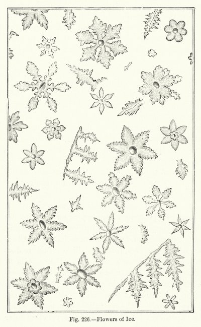 Fleurs de glace (gravure) - English School