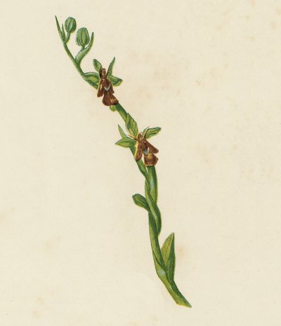 Orchis mouche, Ophrys Muscifera - English School