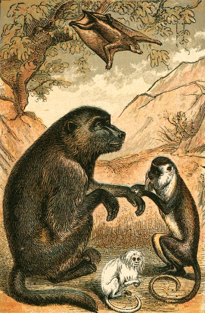 Lémur volant, Babouin, Singe Diane et Ouistiti - English School