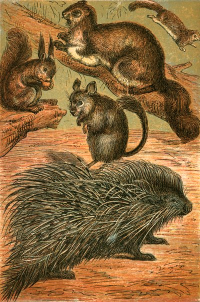 Écureuils volants, Écureuil commun, Chinchilla et Porc-épic - English School