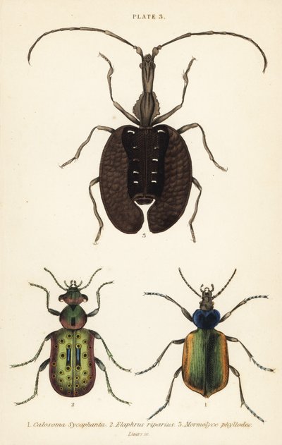 Chasseur de chenilles forestières, Calosoma sycophanta 1, carabe, Elaphrus riparius 2, et coléoptère violon, Mormolyce phyllodes 3 - English School