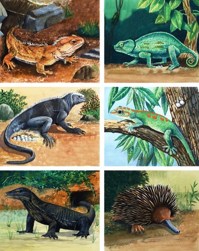 Animaux à quatre pattes qui pondent des œufs - English School