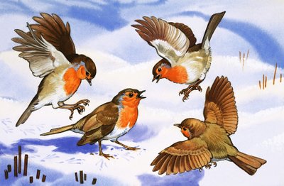 Quatre rouges-gorges dans la neige - English School