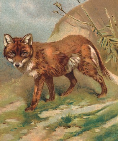 Renard - English School