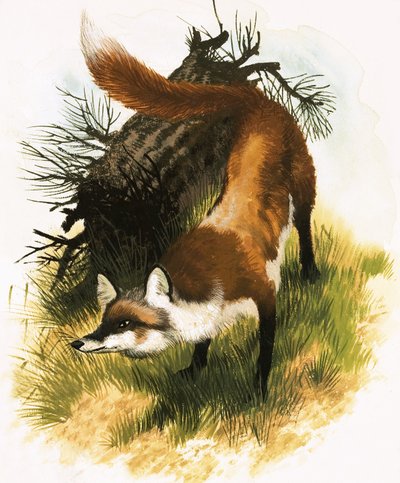 Renard - English School