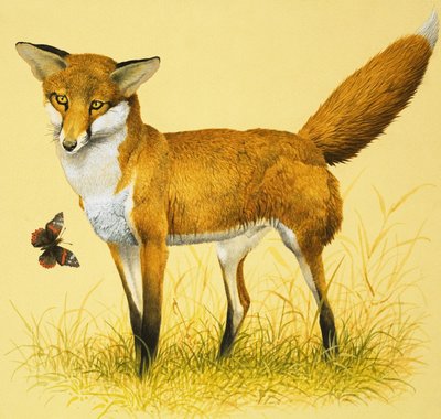 Renard et Papillon - English School