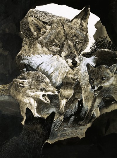 Renard apportant de la nourriture à ses petits - English School
