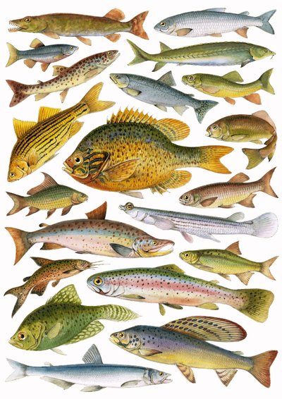 Poissons d