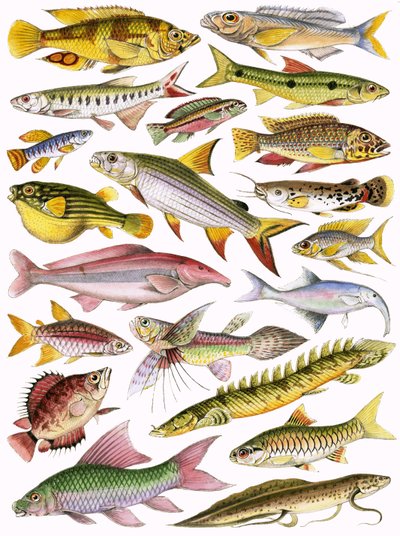 Poissons d