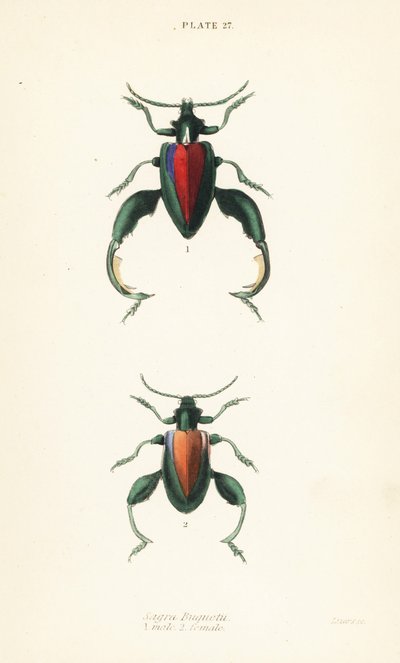 Scarabée grenouille, scarabée à pattes de grenouille ou scarabée kangourou, Sagra buqueti, mâle 1, femelle 2 - English School