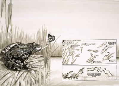 Grenouille attrapant un papillon, incluant le cycle de vie de la grenouille - English School