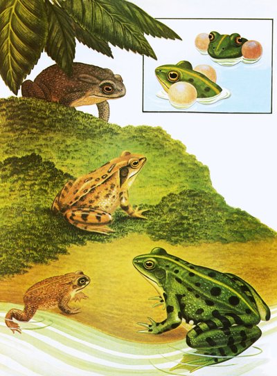 Grenouilles et crapauds - English School