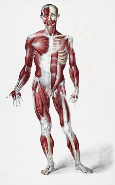 Face avant du corps humain masculin montrant les muscles, les tendons et les os, de The Vessels of the Human Body, édité par Jones Quain et William Wilson, publié par Taylor et Watson, Londres en 1837 - English School