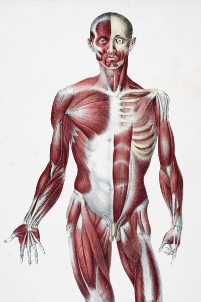 Face avant du corps humain masculin montrant les muscles, les tendons et les os, de The Vessels of the Human Body, édité par Jones Quain et William Wilson, publié par Taylor et Watson, Londres en 1837 - English School