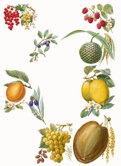 Fruits - English School