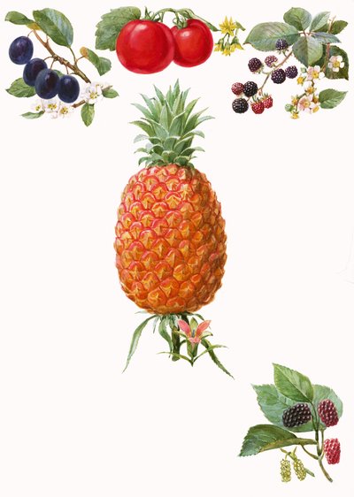 Fruits - English School