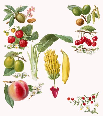 Fruits - English School