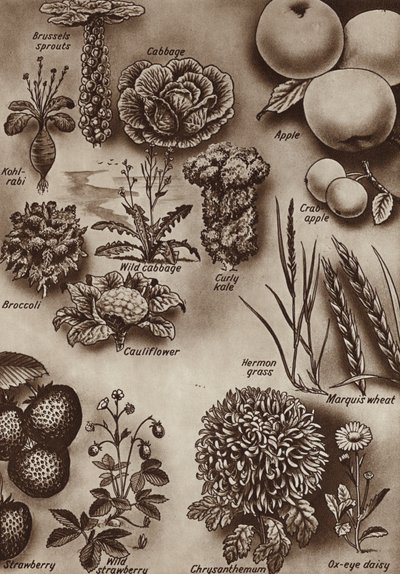 Fruits, légumes et fleurs et les variétés sauvages dont ils sont issus - English School