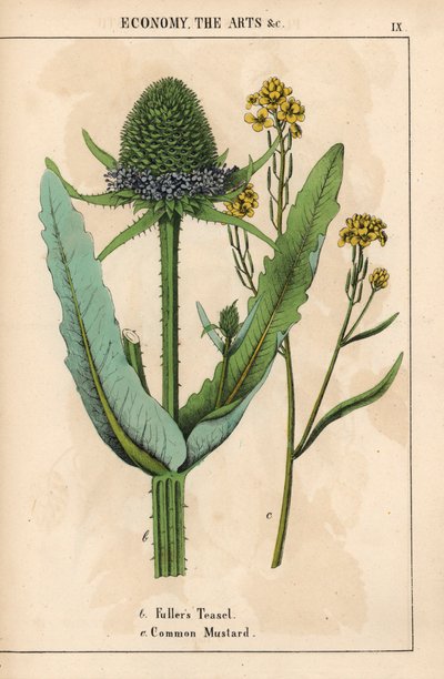 Cardère à foulon ou chardon et moutarde commune avec fleurs jaunes, de 