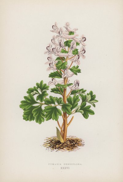 Fumaria Densiflora - English School
