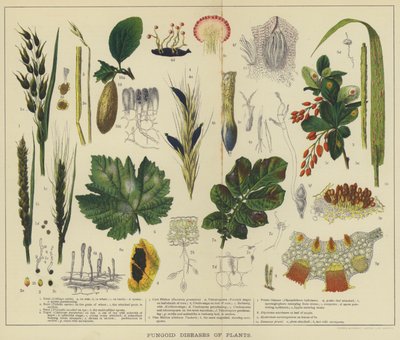 Maladies fongiques des plantes - English School